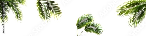 Set of tropical green palm leaf on transparent background PNG file