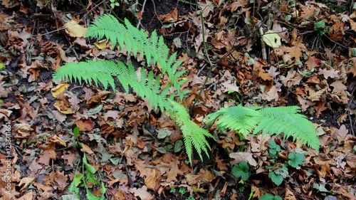 A vibrant green fern plant contrasts with a forest floor covered in vividly colored autumn leaves.