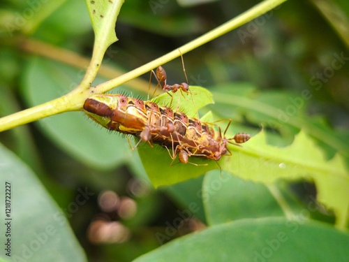 Fotografie Ants Interacting with a Spiky Caterpillar on a Green Leaf in a Tropical Environm