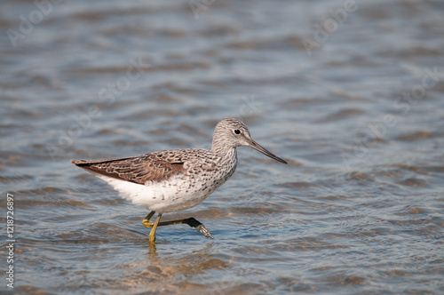 groenpootruiter, common greenshank,tringa nebularia photo