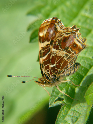 Brown and White Map butterfly , Araschnia levana on Leaf photo