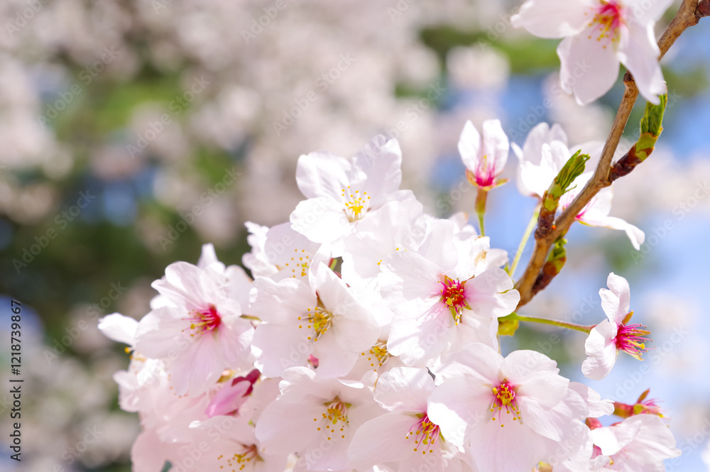 満開の桜花