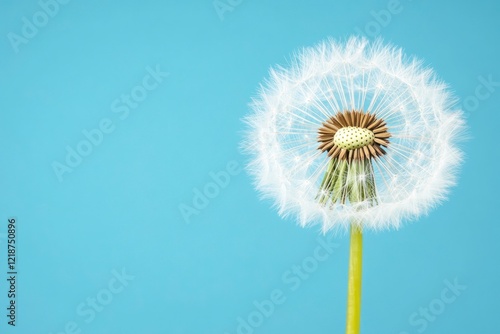 Wallpaper Mural Dandelion with dew drops on a blue background. Close-up. Desktop wallpapers.  Torontodigital.ca