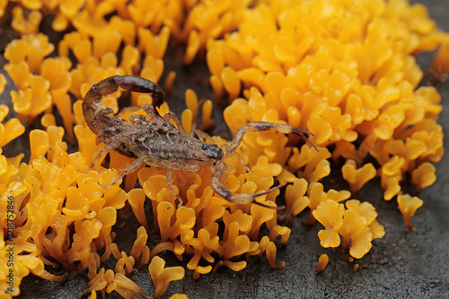 An adult Chinese swimming scorpion is eating a cockroach while carrying its babies on its back. This Scorpion has the scientific name Lychas mucronatus. photo