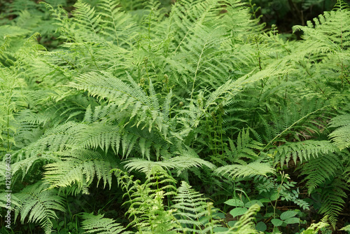 Bild auf Leinwand Closeup on a grouped aggregation of green Lady ferns, Athyrium filix-femina in t
