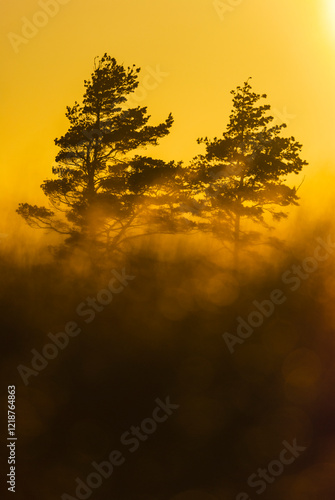Evening light casts a warm glow on trees in Sweden, creating a serene atmosphere in nature
