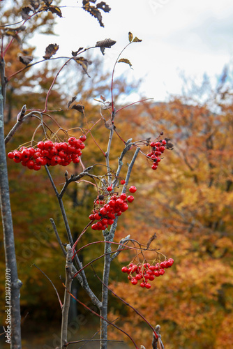 red berries in autumn