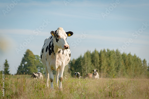 Black and white holstein cow standing on grass on sunny summer day