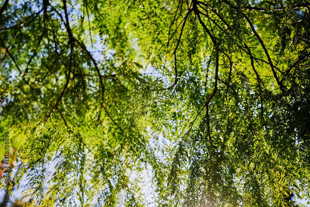 Peaceful View of Lush Green Tree Branches Against the Sunlit Blue Sky.. Peaceful View of Lush Green Tree Branches Against the Sunlit Blue Sky..