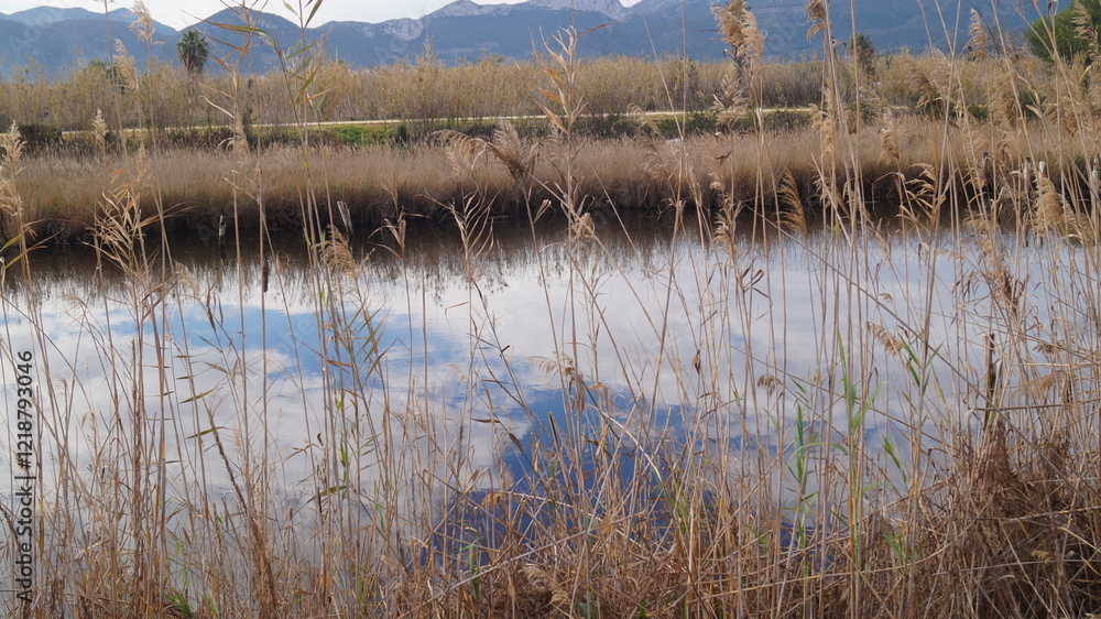 Reservoir Surrounded by Reeds and Vegetation Reservoir Surrounded by Reeds and Vegetation