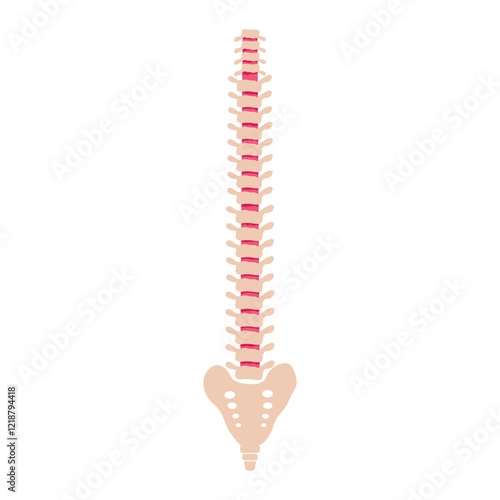 Flat illustration of spine icon for web isolated on white.