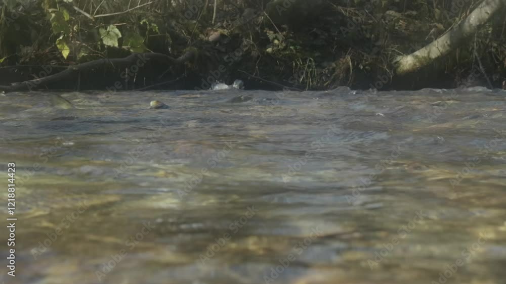 Spawning Chum salmon in their spawning grounds in South British Columbia in Canada, Spawning Chum salmon in their spawning grounds in South British Columbia in Canada,
