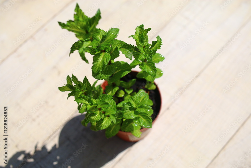 Mięta kędzierzawa Mentha spicata var. crispa Mięta kędzierzawa Mentha spicata var. crispa