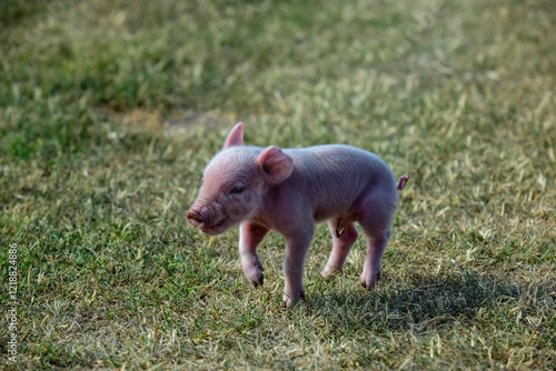 Piglet newborn baby, in farm landscape. photo