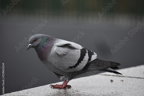 Rock Pigeon
Paloma bravía
Columa livia photo