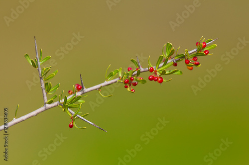 Wild Fruit in semi desertic environment, Calden forest, La Pampa Argentina photo