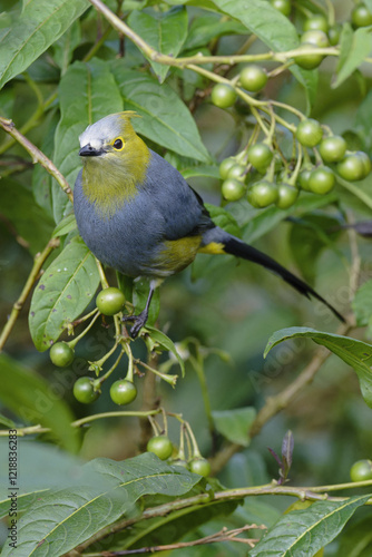 Long-tailed Silky-flycatcher, Ptiliogonys caudatus feeding on Twoleaf nightshade berries, Costa Rica photo