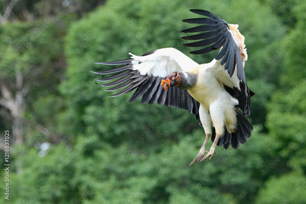Obraz premium Flying King vulture (Sarcoramphus papa), Costa Rica