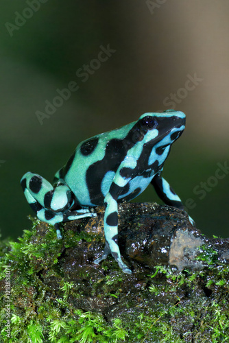 Green-and-black poison dart frog (Dendrobates auratus), Costa Rica photo