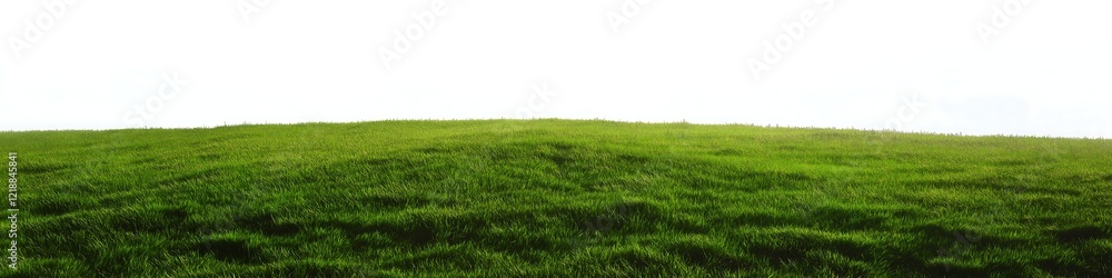 Fresh green grass isolated on white background, banner Fresh green grass isolated on white background, banner