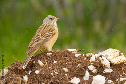 Ortolan Bunting on a rock