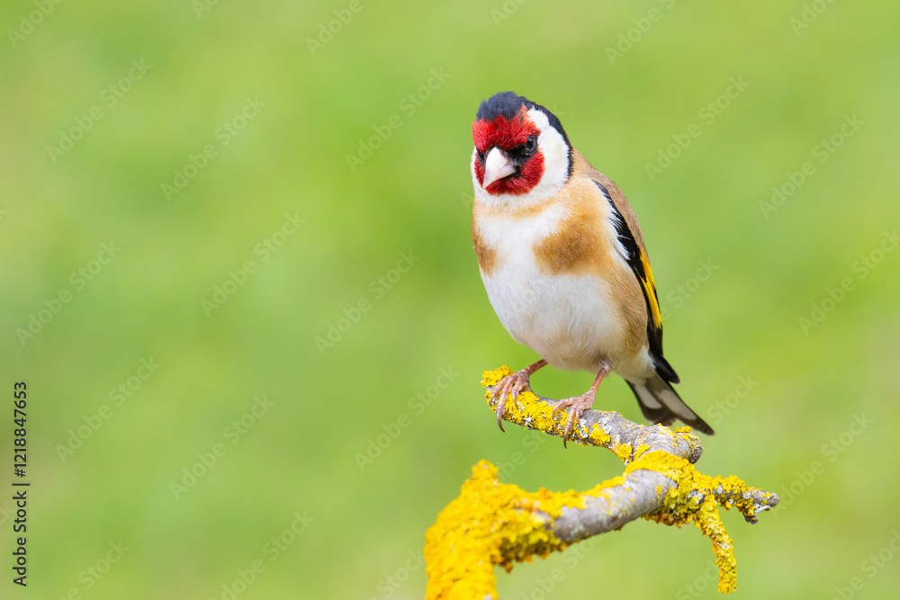 European Goldfinch on a branch European Goldfinch on a branch