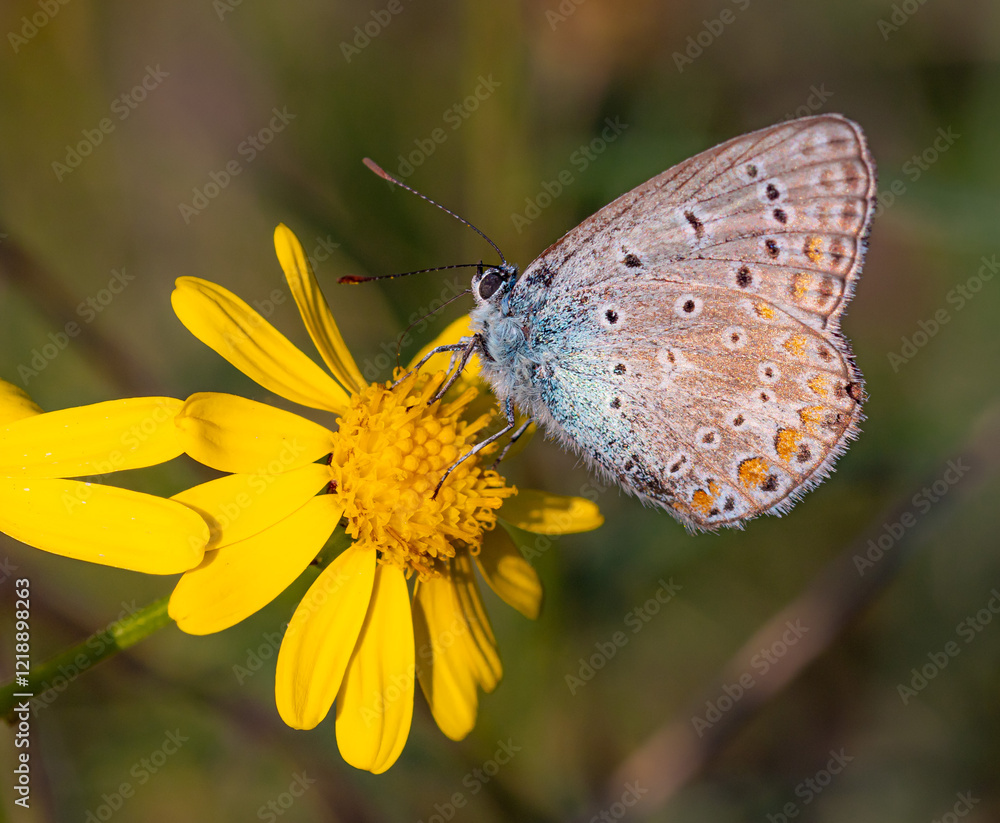 polyommatus icarus common blue butterfly on a senecio inaequidens or narrow-leaved ragwort polyommatus icarus common blue butterfly on a senecio inaequidens or narrow-leaved ragwort