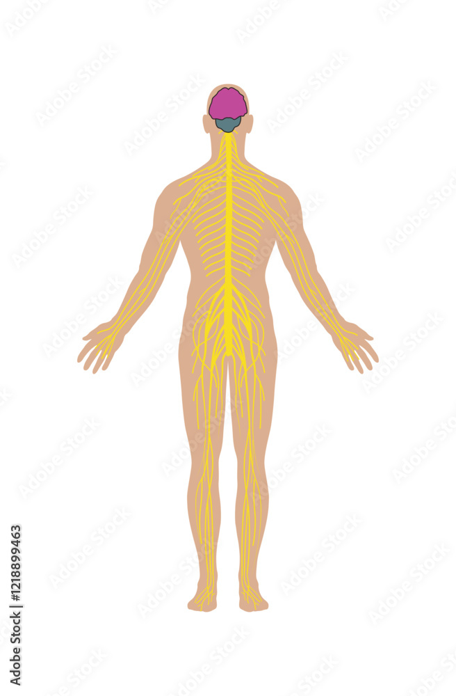 Nervous system for human body vector illustration Nervous system for human body vector illustration