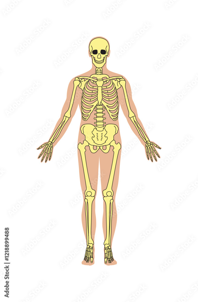 Skeletal system for human body vector illustration Skeletal system for human body vector illustration