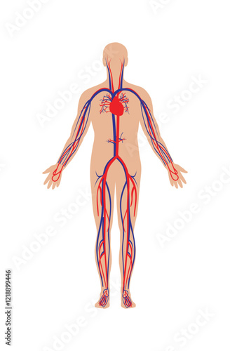 Circulatory system for human body vector illustration