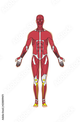 Muscular system for human body vector illustration