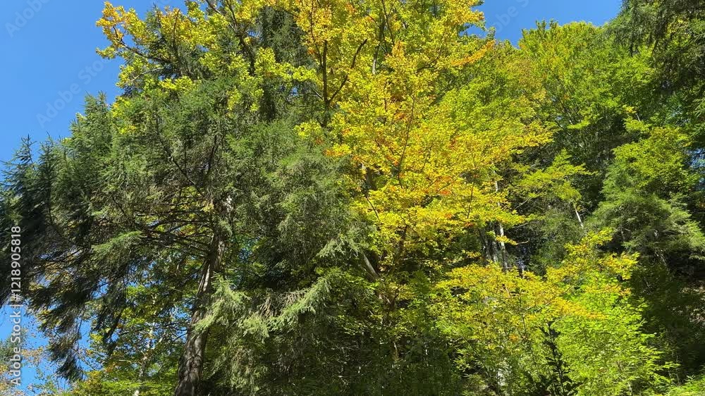 Different trees on a mountain slope at autumn sunny day Different trees on a mountain slope at autumn sunny day