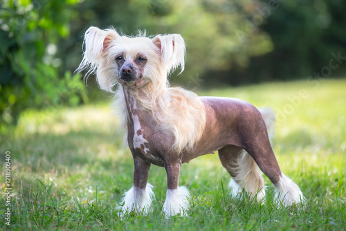 Naked hairless chinese crested dog, standing in a pose, outside