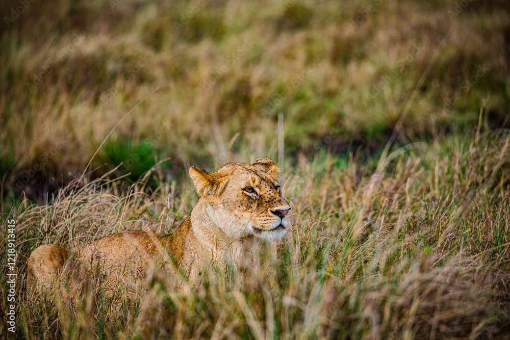 Obraz premium lioness in serengeti national park