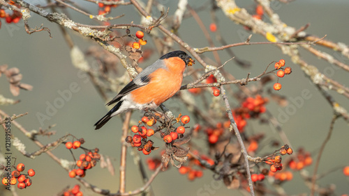 Photos seitliche Nahaufnahme eines Gimpels (Pyrrhula pyrrhula) der im Baum sitzt und ei