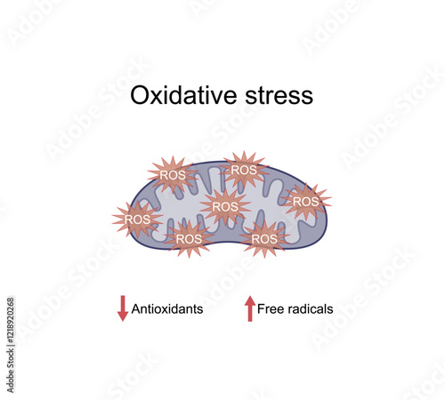 Oxidative stress, an imbalance of free radicals and antioxidants. Vector scientific illustration.