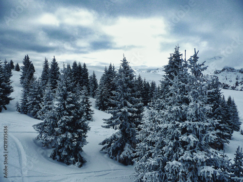 abeti sulle piste da sci di Arabba in Veneto photo