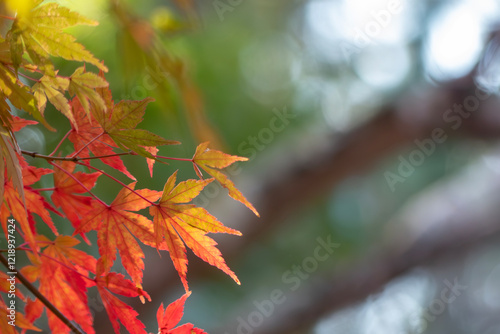 晴れた日の美しい紅葉の風景　滋賀県大津市皇子が丘公園 photo