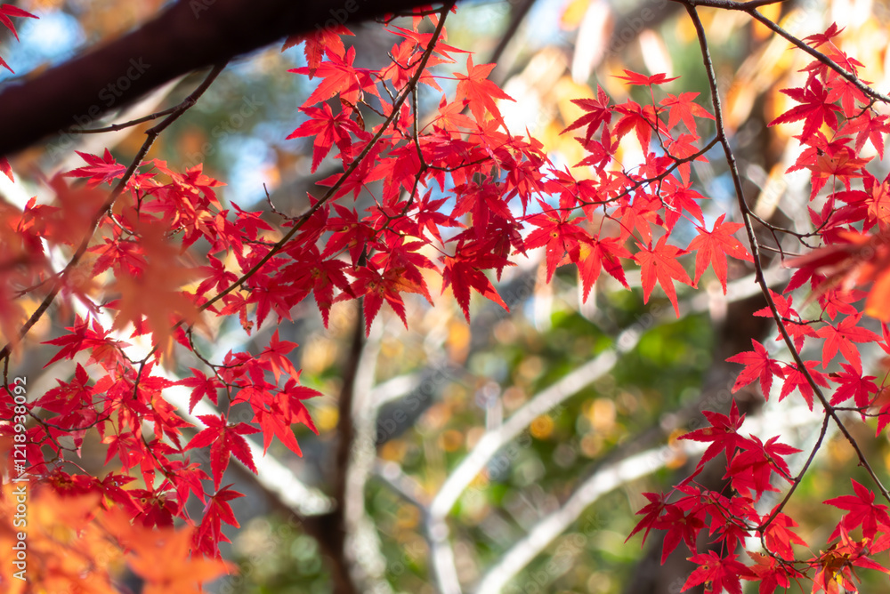 晴れた日の美しい紅葉の風景　滋賀県大津市皇子が丘公園