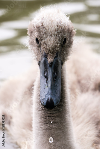 Juveline Swan Close-Up photo