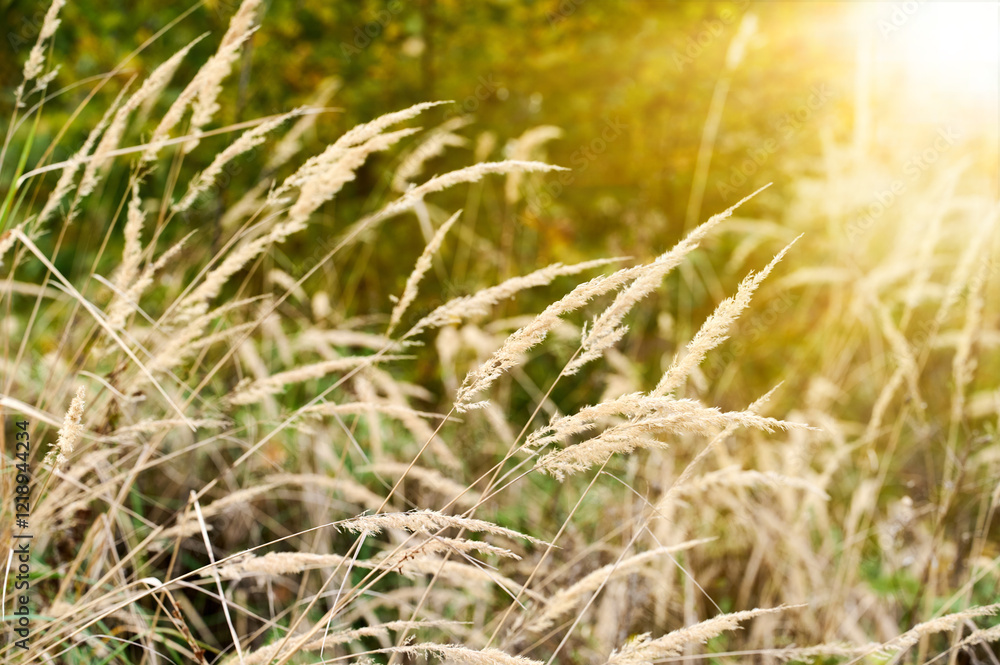 Golden light shines on tall grasses swaying gently in a tranquil countryside setting at sunset Golden light shines on tall grasses swaying gently in a tranquil countryside setting at sunset