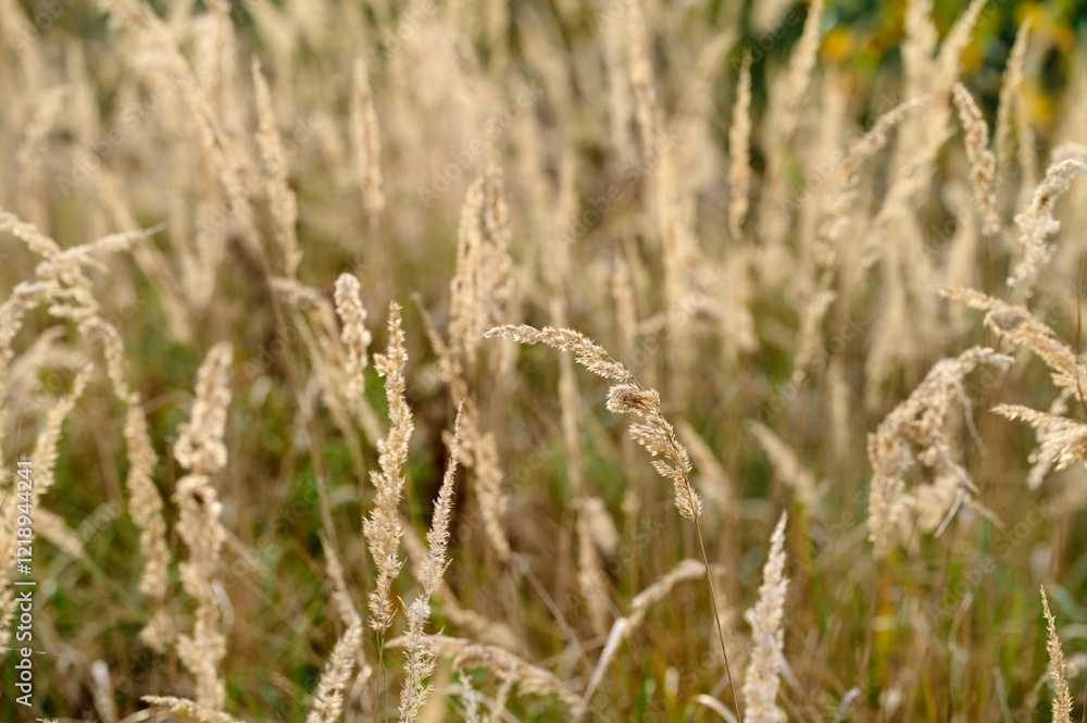 Tall grass swaying gently in a serene meadow during a quiet afternoon in early autumn Tall grass swaying gently in a serene meadow during a quiet afternoon in early autumn