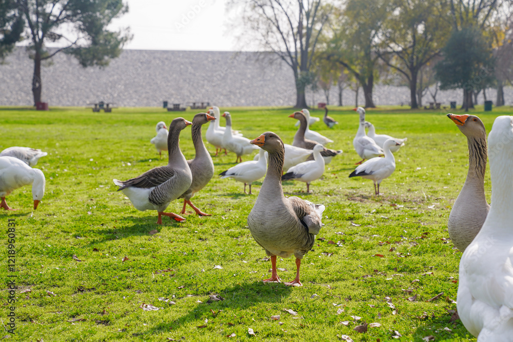 Flock of Geese and Ducks Grazing on Green Grass in a Park Setting Flock of Geese and Ducks Grazing on Green Grass in a Park Setting