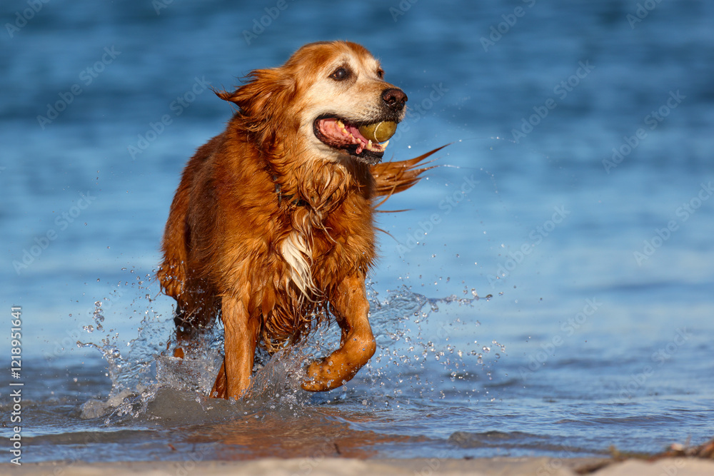 Dog, wet Golden Retriever, running out of seawater with tennis ball in mouth. Pet outdoors summer fun, exercise, friendship and love. Copy space Dog, wet Golden Retriever, running out of seawater with tennis ball in mouth. Pet outdoors summer fun, exercise, friendship and love. Copy space