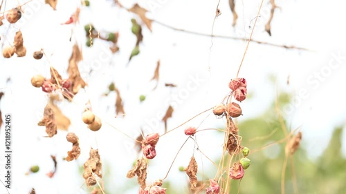 Diplocyclos fruits. Its other names Neoachmandra japonica,Trichosanthes cucumeroides, Neoachmandra, Bryonia and Zehneria. It is a vine plant fruits.  photo