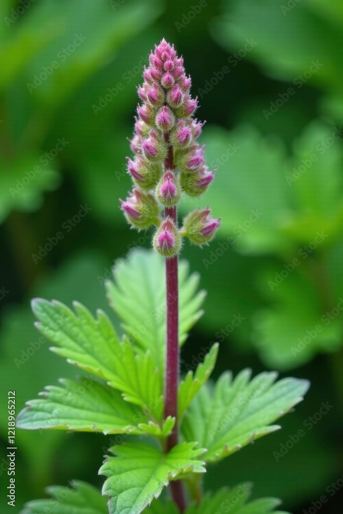 Green leaves and purple stems of Lamb's Ear Stachys palestina, herb, lambs ear Green leaves and purple stems of Lamb's Ear Stachys palestina, herb, lambs ear