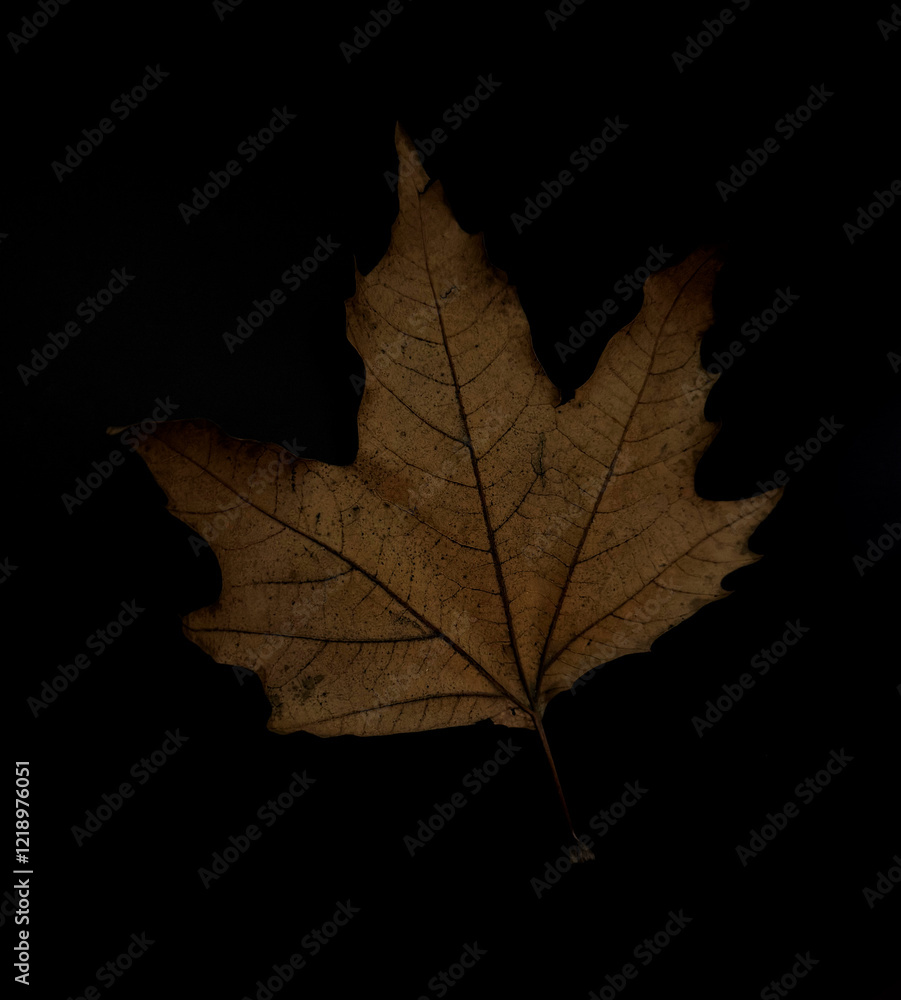 Solitary Fall Leaf in Darknes Solitary Fall Leaf in Darknes