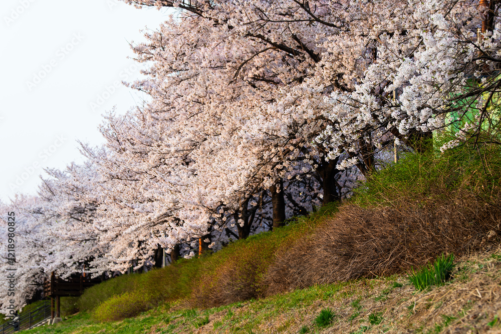 cherry blossoms in the park