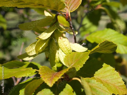 Hornbeam tree leafy bracts and leaves in autumn, Colorado photo