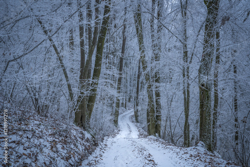 Verschneiter Weg führt hinein in den Wald, Baumstämme sind braun und Äster sind von weißem Reif (Eisablagerungen) überzogen photo